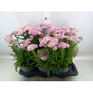 Achillea millef.