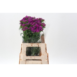 Di Barb Will Mag Bic