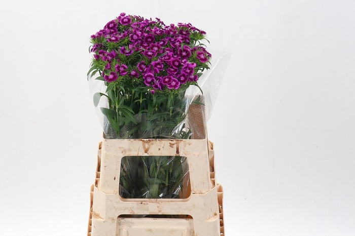 <h4>Di Barb Will Mag Bic</h4>