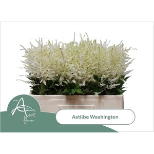 Astil Ja Washington X5