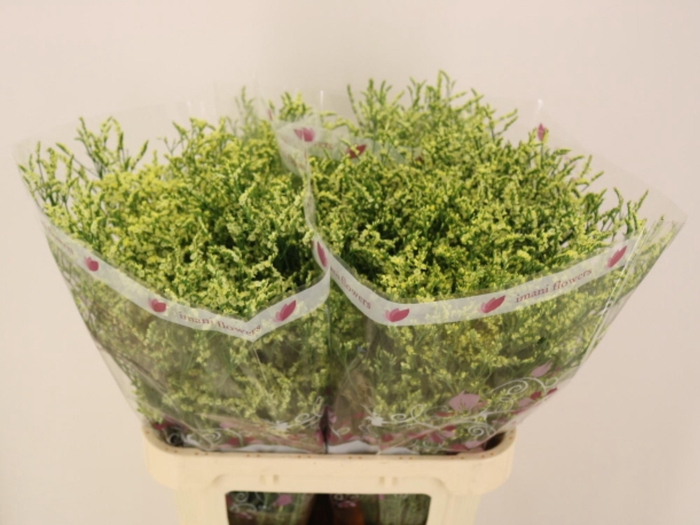 <h4>LIM SIN CHINA LEMON</h4>