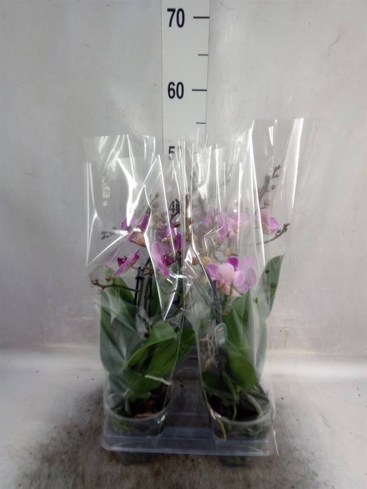 <h4>Phalaenopsis multi.   ...rose</h4>