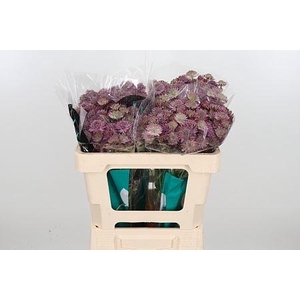 ASTRANTIA ROMA ASTR ROMA