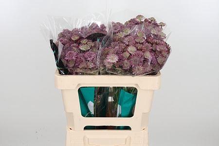 <h4>ASTRANTIA ROMA ASTR ROMA</h4>