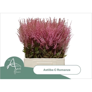 Astil C Romanze
