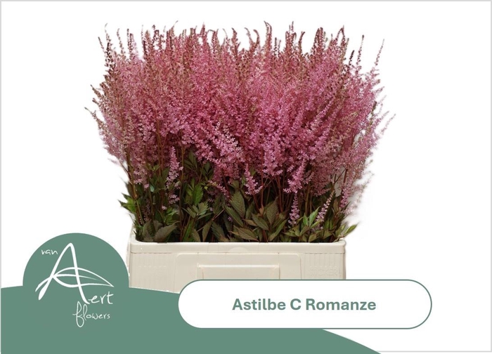 <h4>Astil C Romanze</h4>