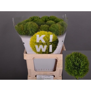 DI BARB KIWI MELLOW