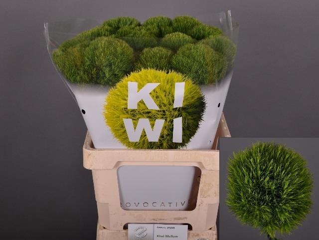 DI BARB KIWI MELLOW