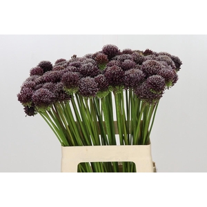 Allium Punky Boy