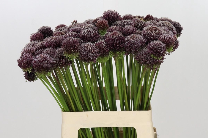 <h4>Allium Punky Boy</h4>