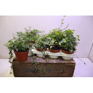 arr8 Hed He Gem 3 Srt