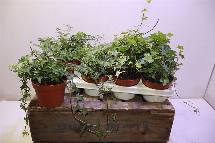 <h4>Hed He Gem 3 Srt</h4>