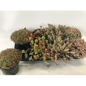 SEDUM OV