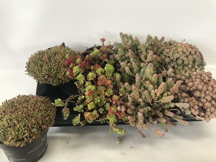 <h4>SEDUM OV</h4>