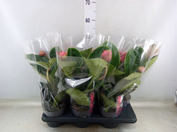 <h4>Medinilla magnifica 'Lambada'</h4>
