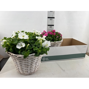 ARR TUINPLANTEN