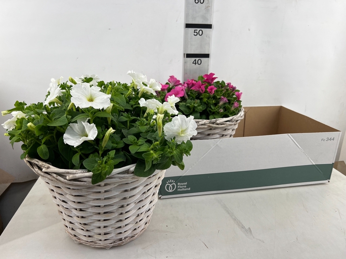 <h4>ARR TUINPLANTEN</h4>