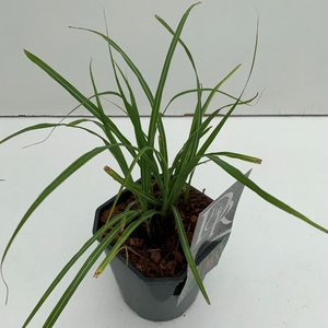 Graminées Miscanthus 'Flamingo'
