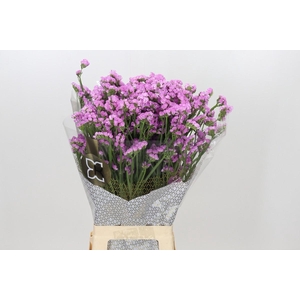 Limonium Sinuatum Fantasia Wings