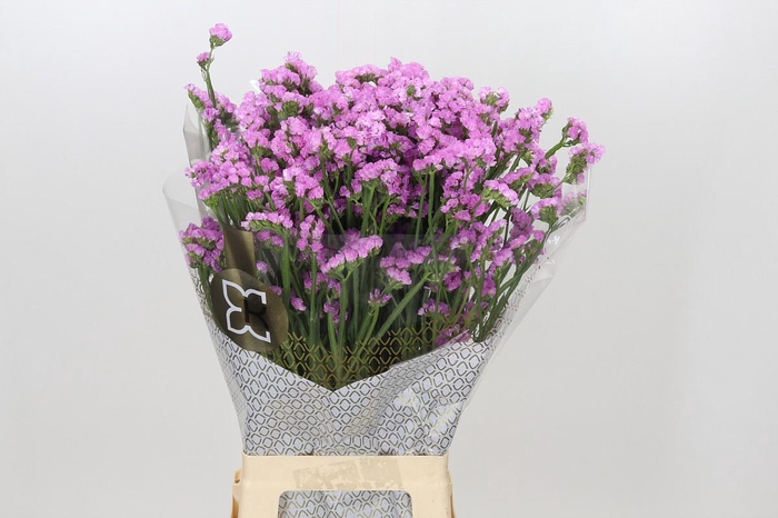 <h4>Limonium Sinuatum Fantasia Wings</h4>