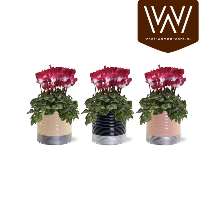 <h4>Cyclamen Fusion gemengd in Nola zink bubbels</h4>