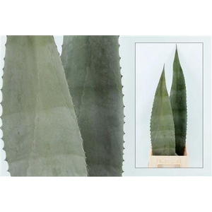 AGAVE AMERICANA BLAD