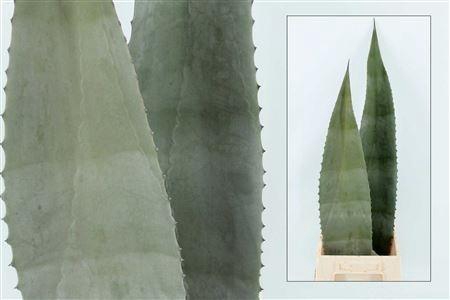 <h4>AGAVE AMERICANA BLAD</h4>