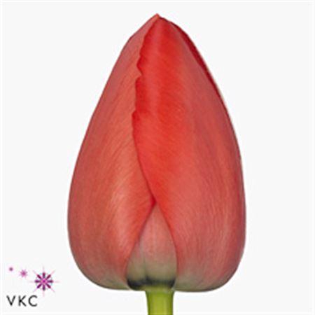 <h4>Tu En Red Pride Rosso</h4>