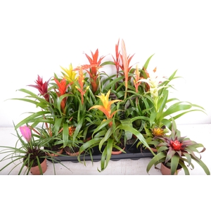 BROMELIA GEM 15 SRT