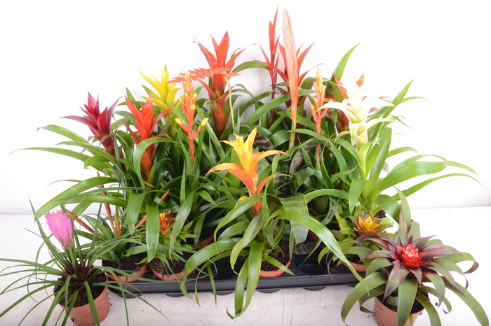 <h4>BROMELIA GEM 15 SRT</h4>