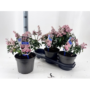 PIERIS JA PINK PASSI