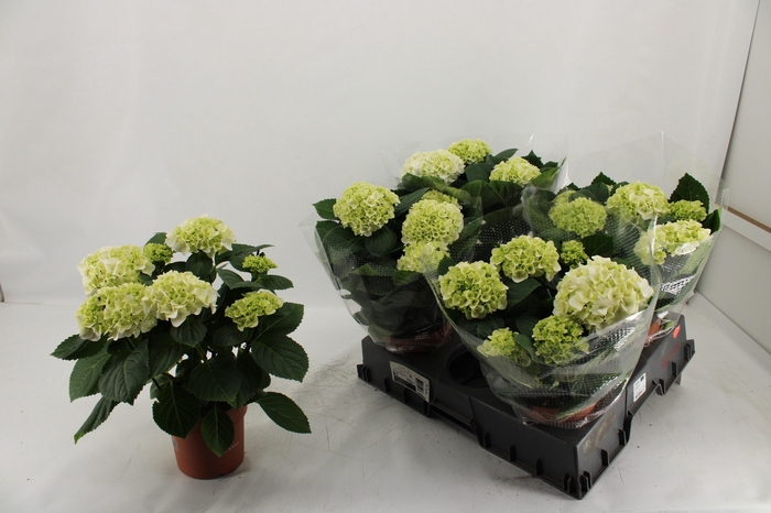 <h4>HYDR M SCHNEEBALL</h4>