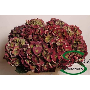 HYDR M MAG HARLEK CL