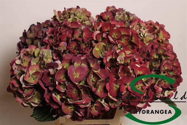 <h4>HYDR M MAG HARLEK CL</h4>