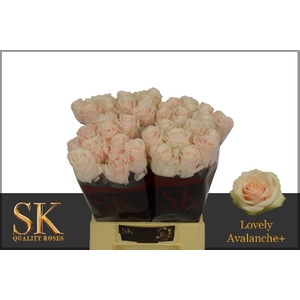 Rozen Rosa Lovely Avalanche 50cm