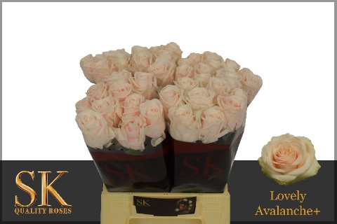 <h4>Rozen Rosa Lovely Avalanche 50cm</h4>