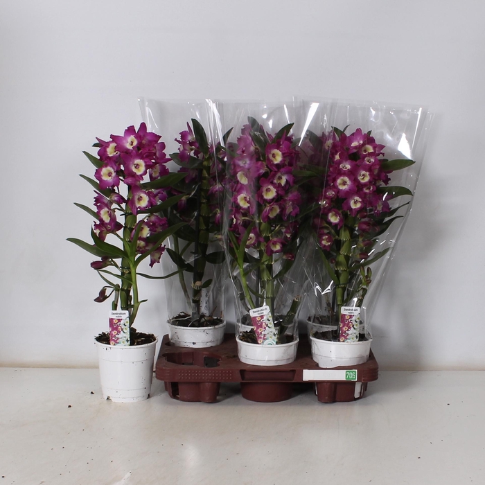 <h4>DEND NOBILE</h4>