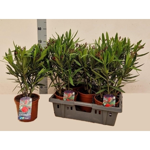 NERI OLEANDER