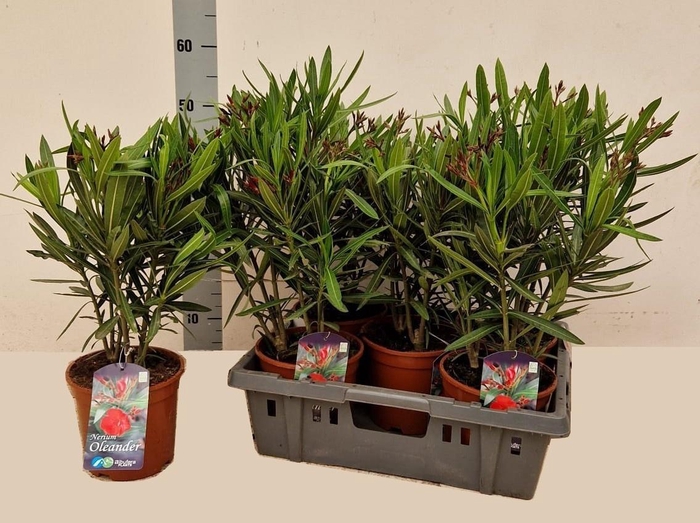 <h4>NERI OLEANDER</h4>