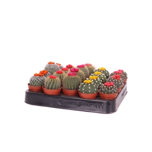 Cactus stro 5,5 cm