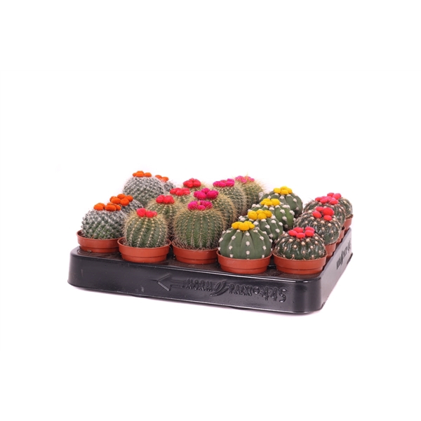 <h4>Cactus stro 5,5 cm</h4>