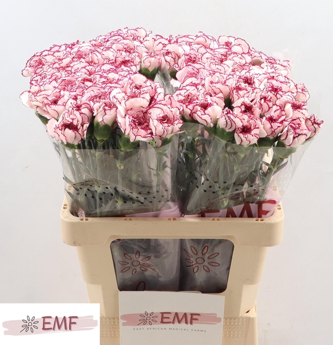 <h4>DI ST DAMASCUS</h4>