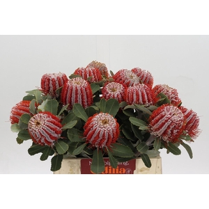 Banksia Coccinea