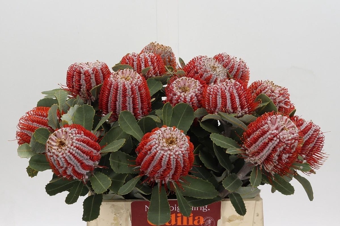 <h4>BANKSIA COCCINEA</h4>