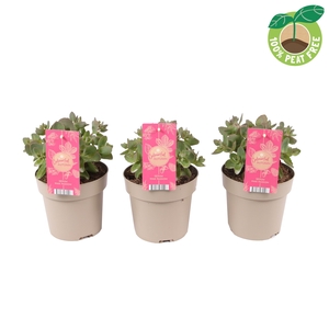 Sedum Tel Seduction Pink Passion