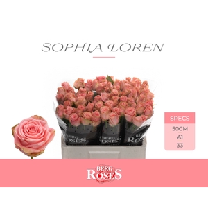 R GR SOPHIA LOREN- JONG Young Crop 50 cm XL