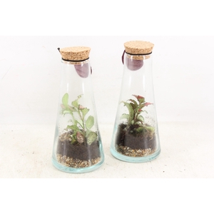 arr3 WR - Terrarium kalypso x6