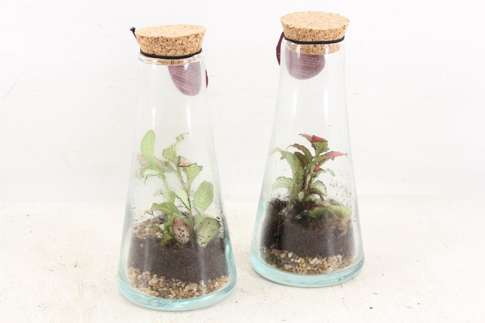 <h4>arr3 WR - Terrarium kalypso x6</h4>