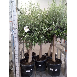 Olea europaea