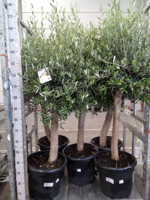 <h4>Olea europaea</h4>